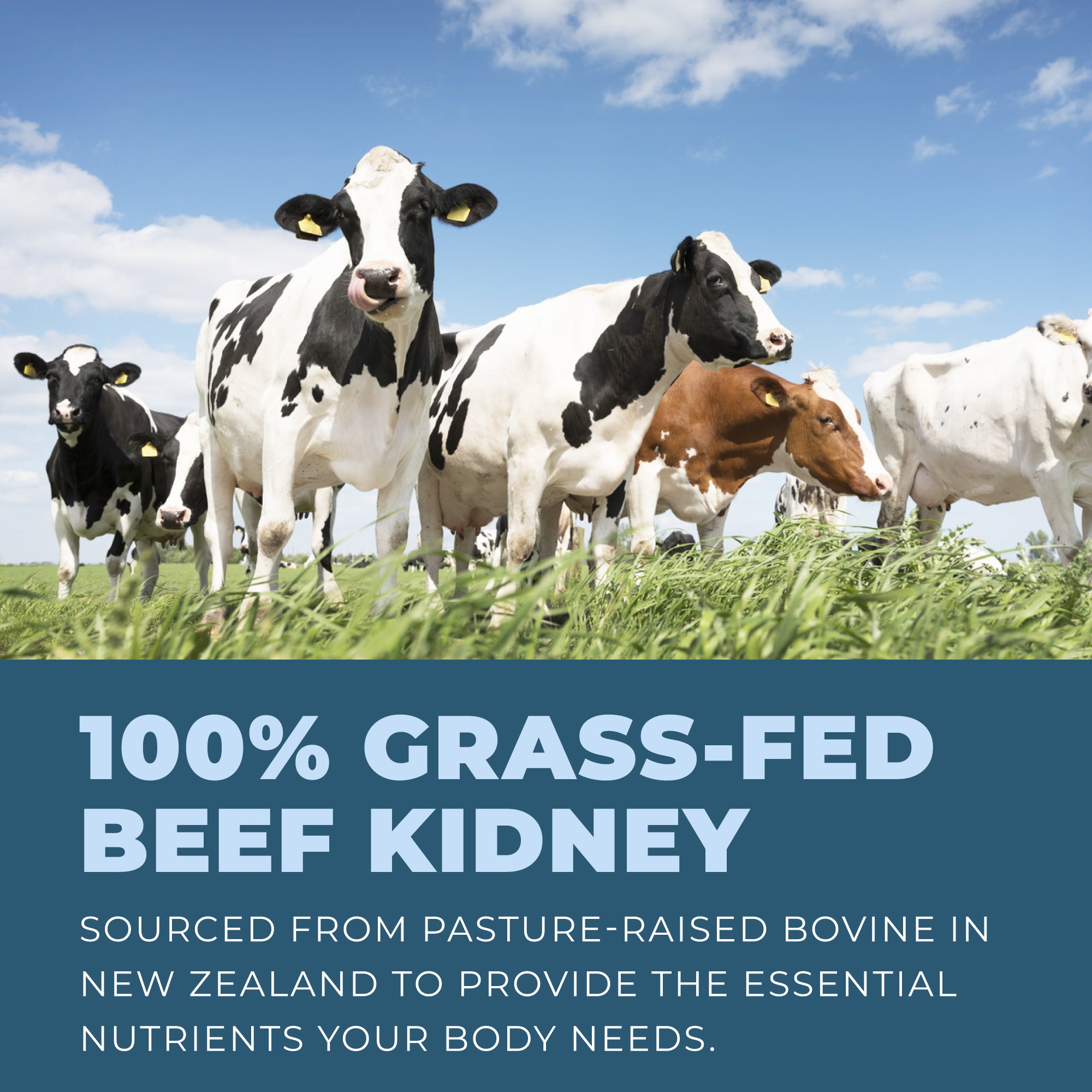 Bovine Kidney Capsules