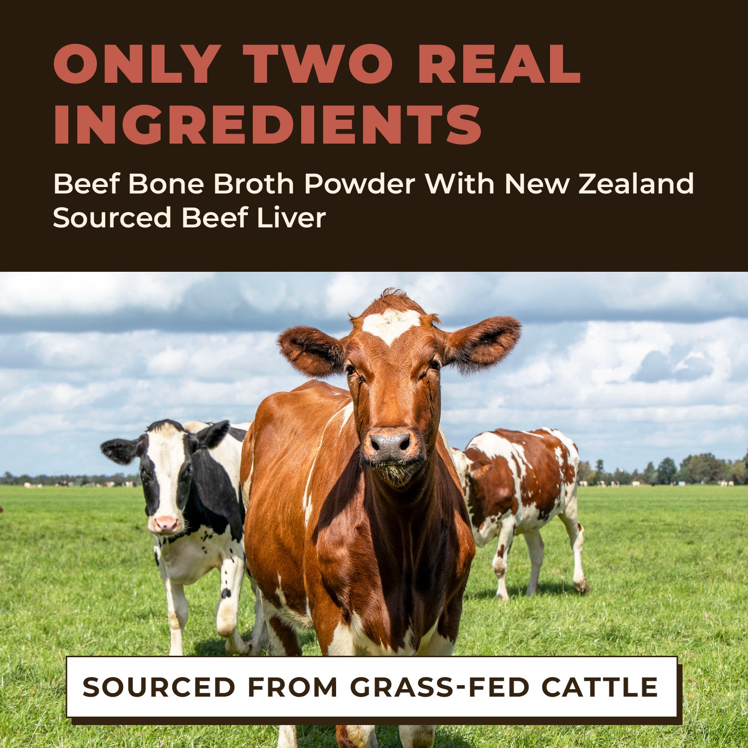 Bone Broth For Dogs and Cats With Beef Liver