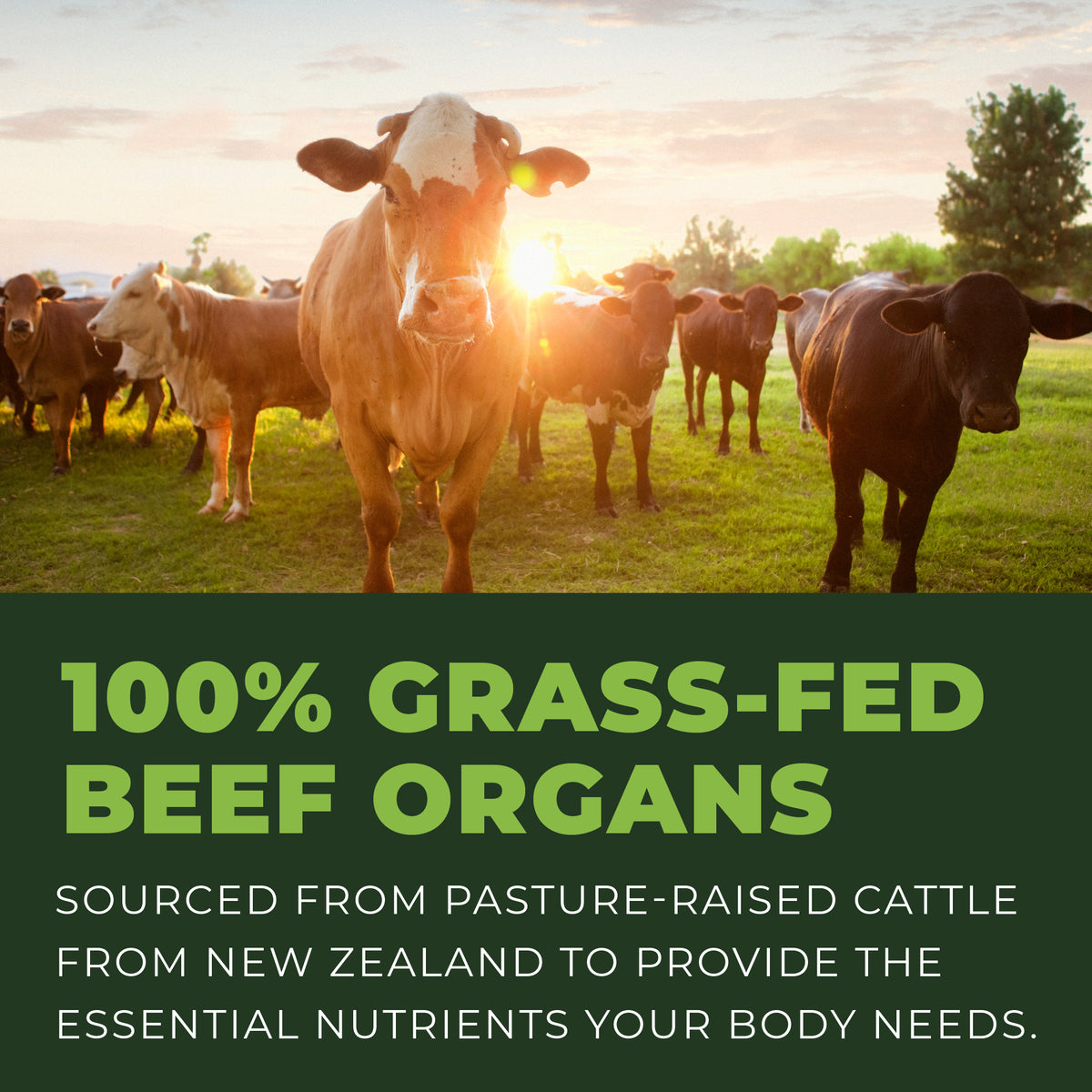 Cows in a field with text about 100% grass-fed beef organs from New Zealand.