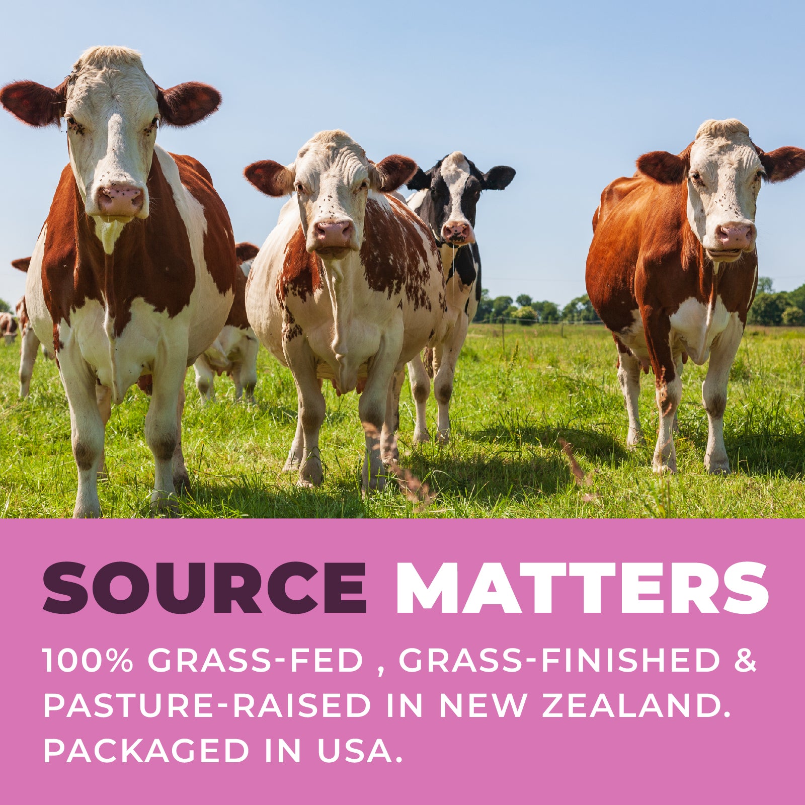 Cows standing in a grassy field with a pink banner at the bottom displaying text about sourcing and farming practices.
