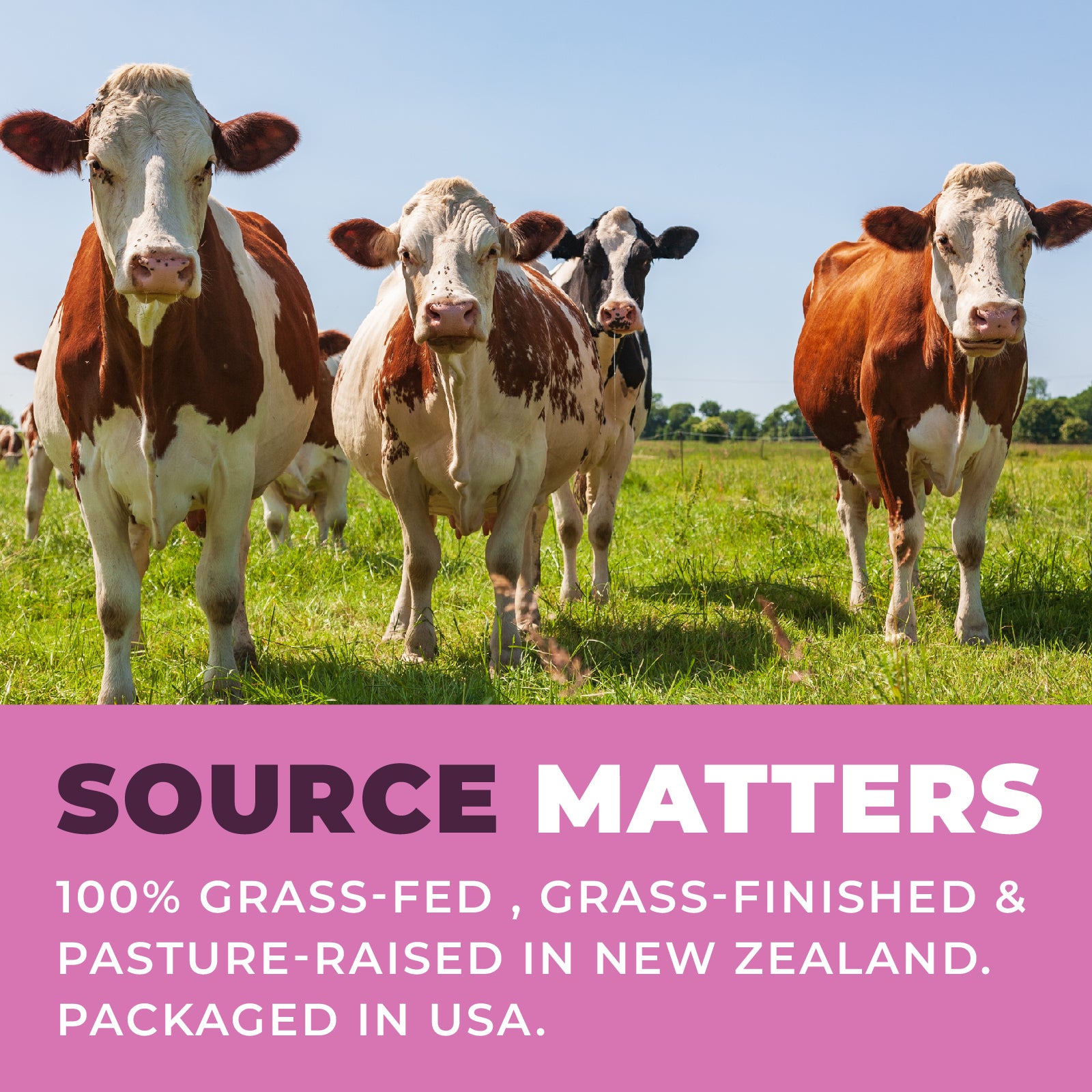 Cows standing in a grassy field with promotional text about grass-fed and pasture-raised cattle.