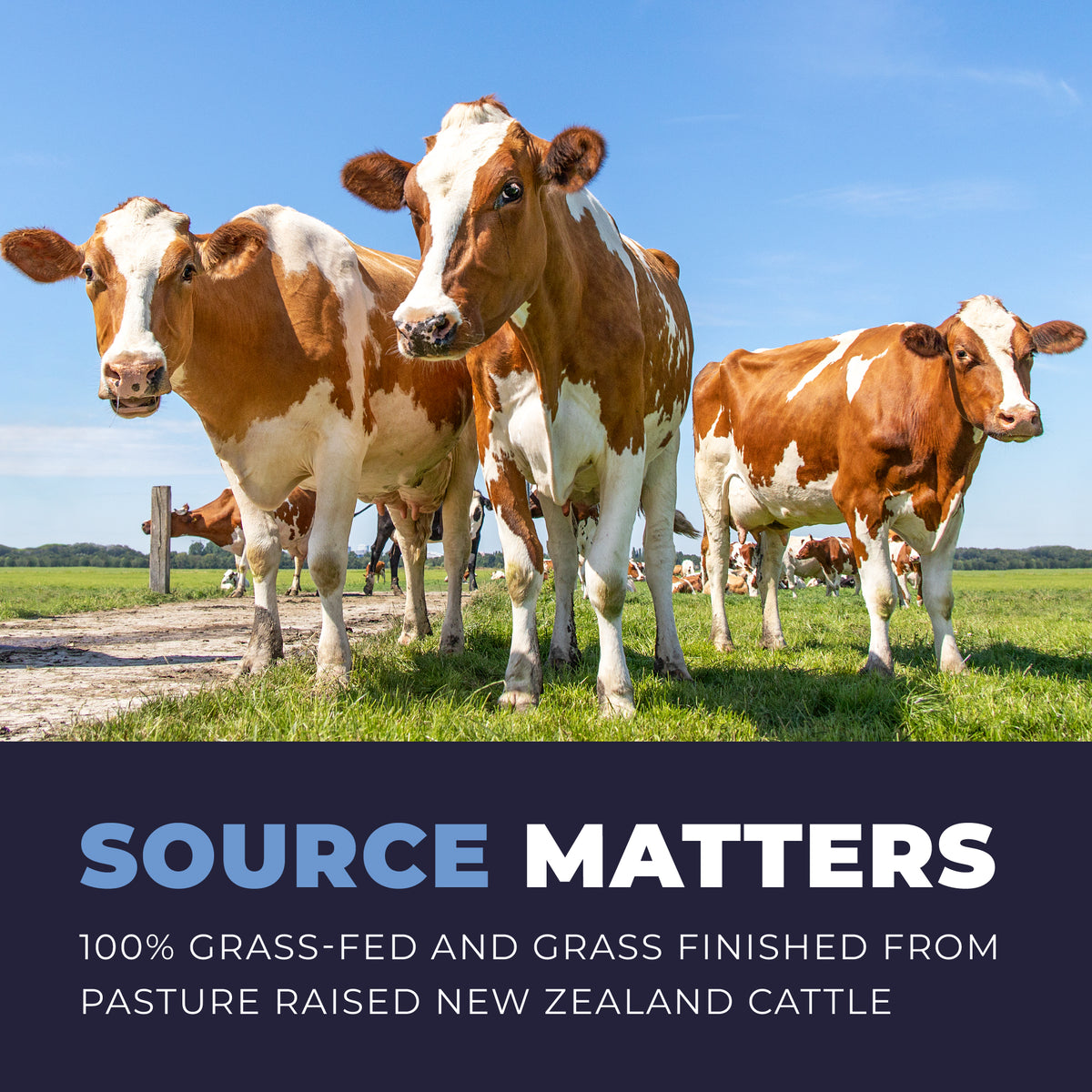 Three cows standing on grass with a blue sky in the background, and text about grass-fed and grass-finished cattle.